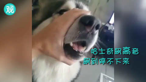 哈士奇飙高音!快来个人,场面要控制不住啦!